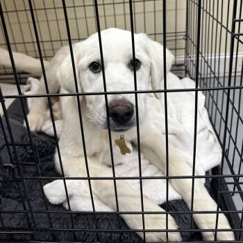 Great Pyrenees Dogs Available for Adoption - POLLY | PetCurious
