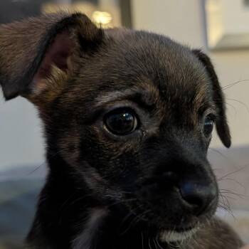 Nova -  Chihuahua and Mixed Breed Dog for Adoption in Sacramento, California - Nova | PetCurious