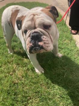 SUSAN -  American Bulldog Dog for Adoption in Dallas, Texas - SUSAN | PetCurious