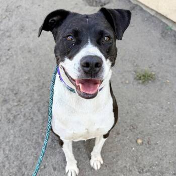 Bianca -  Pit Bull Terrier Dog for Adoption in Oakland, California - Bianca | PetCurious
