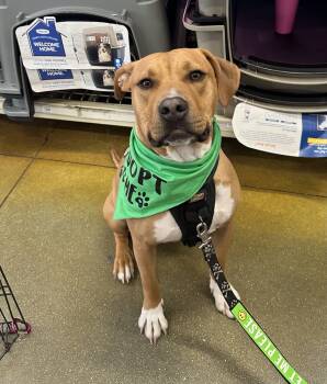 Rescue Mixed Breed Dogs for Adoption in Carrollton, Virginia - DJ | PetCurious
