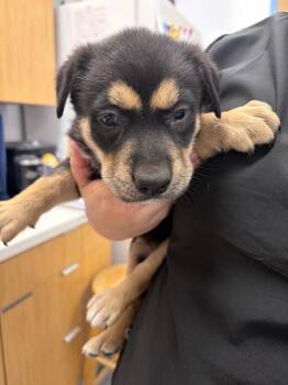 German Shepherd Dog Dogs Available for Adoption in Hartsville, South Carolina - Hilton (Hx8) | PetCurious