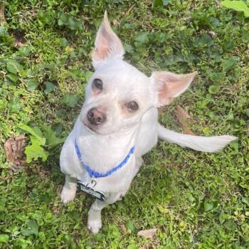 Chihuahua Dogs Available for Adoption in Wake Forest, North Carolina - JJ | PetCurious