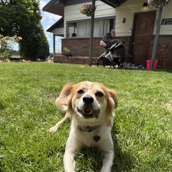 Girl -  Brittany Spaniel Dog for Adoption in Eugene, Oregon - Girl | PetCurious