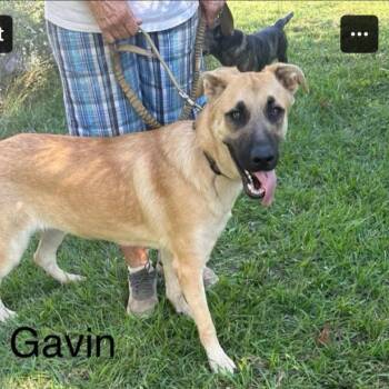 Rescue Shepherd and Mixed Breed Dogs for Adoption - Gavin | PetCurious