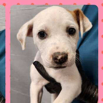 Labrador Retriever and Hound Dogs Available for Adoption in Tylertown, Mississippi - Jazzy | PetCurious