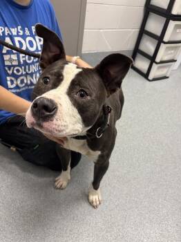 MANGO -  Pit Bull Terrier Dog for Adoption in Indianapolis, Indiana - MANGO | PetCurious