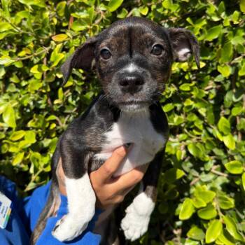 Blanch -  Chihuahua and Mixed Breed Dog for Adoption in Goleta, California - Blanch | PetCurious