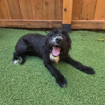 Rescue Terrier Dogs for Adoption in Saint George, Vermont - Cookie | PetCurious