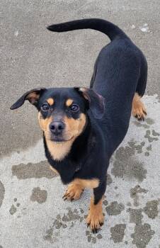 Dachshund Dogs Available for Adoption - Queenie! Playful Girl! | PetCurious
