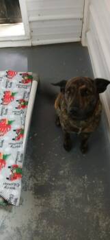 Mixed Breed Dogs Available for Adoption in Crocker, Missouri - Molly | PetCurious