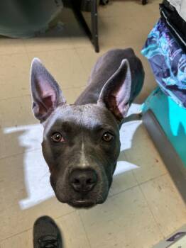 Pit Bull Terrier Dogs Available for Adoption in Morgantown, Kentucky - Pearl | PetCurious