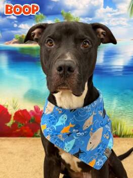 Boop -  Mixed Breed Dog for Adoption in Flint, Michigan - Boop | PetCurious