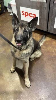 Rambo -  German Shepherd Dog and Mixed Breed Dog for Adoption in Cincinnati, Ohio - Rambo | PetCurious