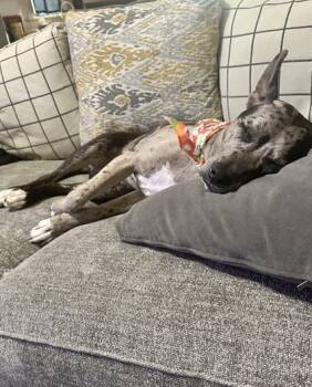 Rescue Pit Bull Terrier and Catahoula Leopard Dog Dogs for Adoption in Columbia, South Carolina - Mae | PetCurious