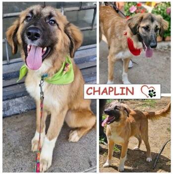 Rescue Shepherd Dogs for Adoption in Toronto, Ontario - Chaplin | PetCurious