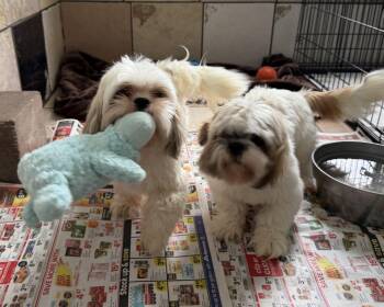 Rapunzal and Rosie -  Shih Tzu Dog for Adoption in Canutillo, Texas - Rapunzal And Rosie | PetCurious