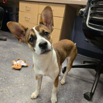 Luna -  Corgi Dog for Adoption in Tylertown, Mississippi - Luna | PetCurious