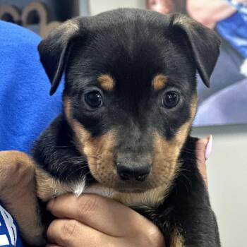 Chihuahua and Australian Cattle Dog Blue Heeler Dogs Available for Adoption - Taylor | PetCurious
