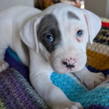 Mabry_Pup 4 -  Hound Dog for Adoption in Austin, Texas - Mabry_Pup 4 | PetCurious