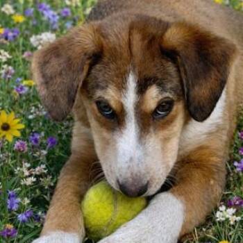 Labrador Retriever and Hound Dogs Available for Adoption - Jonah | PetCurious