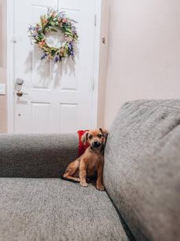 Regina -  Yorkshire Terrier and Dachshund Dog for Adoption in Goodyear, Arizona - Regina | PetCurious