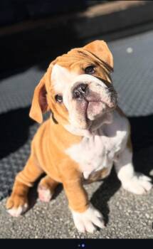 Blossom -  English Bulldog Dog for Adoption in Bolton, Connecticut - Blossom | PetCurious