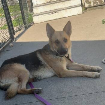 Mason (6/2026) -  German Shepherd Dog Dog for Adoption in Van Horne, Iowa - Mason (6/2026) | PetCurious