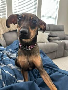 Mei -  Dachshund Dog for Adoption in Greenville, South Carolina - Mei | PetCurious