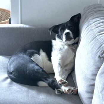 Terrier and Mixed Breed Dogs Available for Adoption - Preston | PetCurious