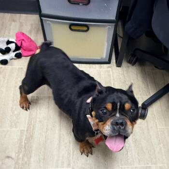 Daisy Mae -  French Bulldog and English Bulldog Dog for Adoption in East St. Louis, Illinois - Daisy Mae | PetCurious