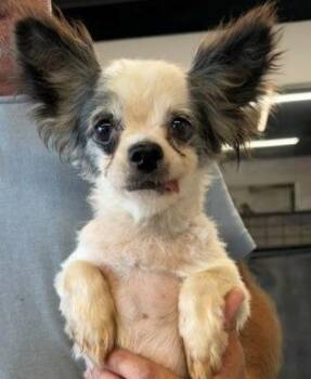 Harmony -  Chihuahua Dog for Adoption in Thompson Falls, Montana - Harmony | PetCurious
