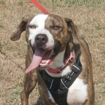 Rescue Mixed Breed Dogs for Adoption in Gloucester, Virginia - Drama | PetCurious
