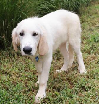 Triton -  Great Pyrenees and Labrador Retriever Dog for Adoption - Triton | PetCurious