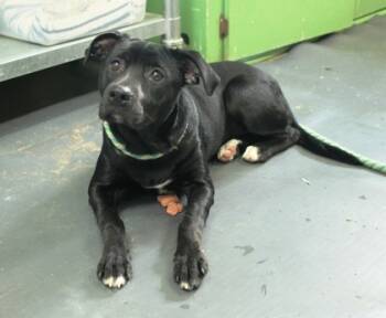 Rescue Labrador Retriever and Mixed Breed Dogs for Adoption in Picayune, Mississippi - May | PetCurious