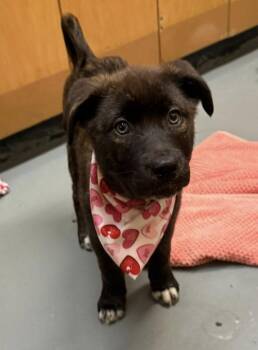 German Shepherd Dog and Golden Retriever Dogs Available for Adoption - Telluride | PetCurious