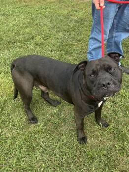 Brutus -  Pit Bull Terrier Dog for Adoption in Winchester, Virginia - Brutus | PetCurious