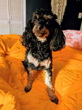 Lulu -  Poodle Dog for Adoption in Okolona, Mississippi - Lulu | PetCurious