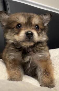 Pomeranian and Mixed Breed Dogs Available for Adoption in Lawrenceville, Georgia - Peter Pan | PetCurious