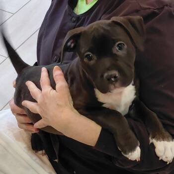 Pug and Pit Bull Terrier Dogs Available for Adoption - Percy | PetCurious