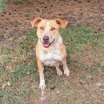 Jonie -  Cattle Dog and Mixed Breed Dog for Adoption in Fargo, North Dakota - Jonie | PetCurious