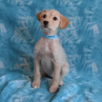 Terrier and Labrador Retriever Dogs Available for Adoption - *Greenway Female 3* | PetCurious