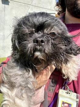 Diana of Wichita -  Mixed Breed Dog for Adoption in Wichita, Kansas - Diana Of Wichita | PetCurious