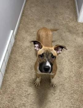 Jonah -  Mixed Breed Dog for Adoption in Wyoming, Michigan - Jonah | PetCurious