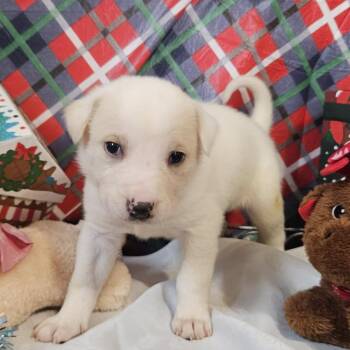 Great Pyrenees and Shepherd Dogs Available for Adoption - Finley | PetCurious