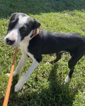 Riches -  Mixed Breed Dog for Adoption in Vero Beach, Florida - Riches | PetCurious