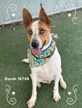 Australian Cattle Dog Blue Heeler Dogs Available for Adoption - BANDIT | PetCurious
