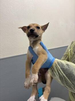 Pit Bull Terrier and Siberian Husky Dogs Available for Adoption - TUXEDO MASK | PetCurious