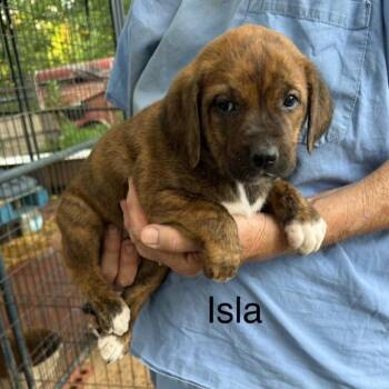 Isla (I litter) -  Mixed Breed Dog for Adoption - Isla (I Litter) | PetCurious