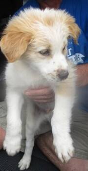 Australian Shepherd Dogs Available for Adoption in Oklahoma City, Oklahoma - A472782 | PetCurious